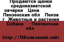 Продаются щенки среднеазиатской овчарки › Цена ­ 15 000 - Пензенская обл., Пенза г. Животные и растения » Собаки   . Пензенская обл.